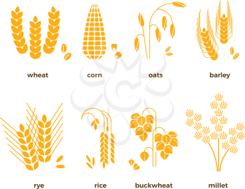Cereal grains vector icons. Rice and wheat, corn and oats, rye and barley. Set of grain harvest, illustration of agriculture grains