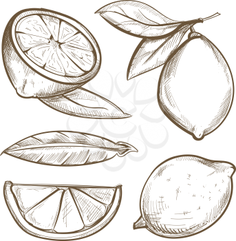 Hand drawn lemons with branch, lemon blossom, citrus slices and leaves. Citrus organic slice illustration