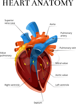 Heart sectional anatomy vector cardiological illustration. Medical banner for study of human heart