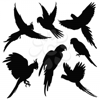 Vector parrots, amazon jungle birds silhouettes isolated on white. Black silhouette parrots, illustration of exotic bird parrot