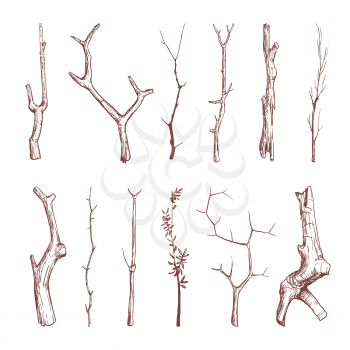 Hand drawn wood twigs, wooden sticks, tree branches vector rustic decoration elements. Set of natural wooden stick, illustration of oak dry stick