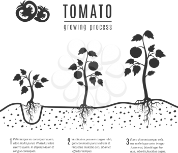 Tomato plant with roots vector growing stages. Tomato growing, illustration of monochrome banner growing process