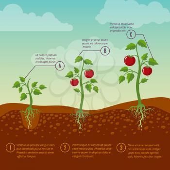 Tomatoes growth and planting stages flat vector diagram. Vegetable growing garden, illustration agriculture cultivation vegetable