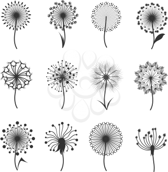 Dandelion flowers with fluffy seeds black floral vector silhouettes isolated on white. Blowball fragile and illustration of black blowball fluffy