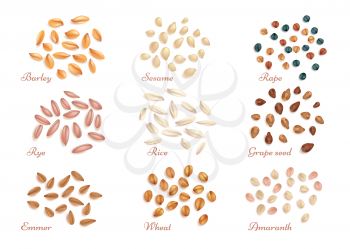 Realistic cereal grains and oil seeds vector. Set of grain harvest, illustration of healthy grains rye rice and wheat