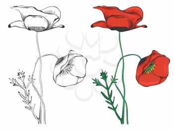 Black poppies silhouettes and colorful sample isolated on white background. Vector illustration