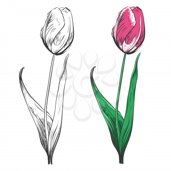 Tulip silhouette and colorful sample isolated on white background. Beauty classic colored flowers. Vector illustration