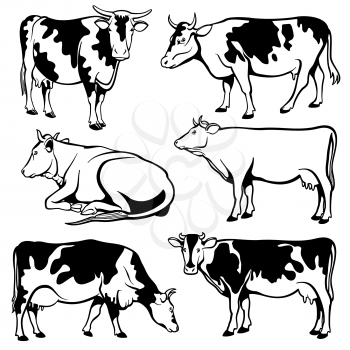 Black and white cows vector set. Farm cow illustration, cattle black silhouette