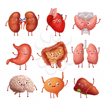 Cute cartoon human organs. Stomach, lungs and kidneys, brain and heart, liver. Funny inner organs vector anatomy characters brain and heart, liver and internal organ illustration