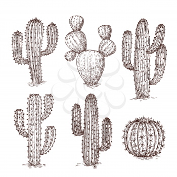 Sketch cactus. Hand drawn desert cactuses. Vintage engraving western mexican plants vector set. Desert cactus collection, engraving tropical cacti illustration