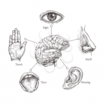 Five human senses. Sketch mouth and eye, nose and ear, hand and brain. Doodle body part vector set. Illustration of human organ, nose and ear, eye and mouth