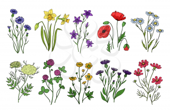 Wild herbs and flowers. Wildflowers, meadow plants. Hand drawn summer and spring field flowering. Vintage vector isolated set. Illustration of flower blossom, floral spring, field and wild flowers