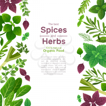 Spices and herbs. Basil mint spinach coriander parsley dill and thyme. Indian spice cooking asian food ingredients vector background. Illustration of mint and parsley, dill and basil