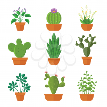 Decorative cactuses with flowers and home plant in pots vector set. Cactus green, flowerpot with leaf illustration