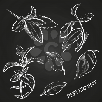 Hand drawn mint leaves and peppermint set on chalkboard. Vector illustration
