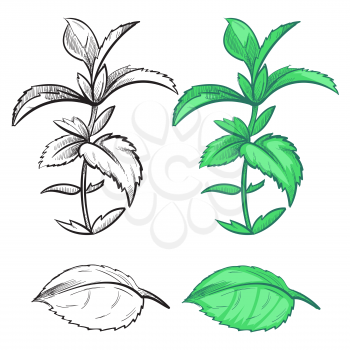 Coloring hand drawn mint plant and leaf with colorful samples. Herb mint plant, green spice leaf, vector illustration