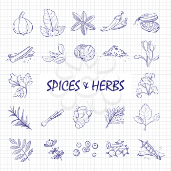 Hand drawn spices and herbs big set on notebook page. Herb and spice natural, leaf aroma parsley, rosemary and ginger. Vector illustration