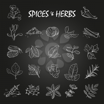 Sketch spices and herbs collection on chalkboard background. Vector illustration