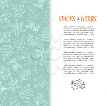 Spice and herbs banner - hand sketched culinary and medicine herbs background. Vector illustration