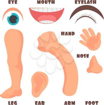 Cartoon baby body parts with english vocabulary vector set. Illustration of human body baby, anatomy of kids face