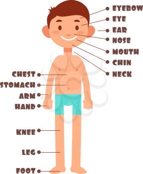 Cartoon boy. Kids body parts with english vocabulary vector set. Body kids chin and foot, hand and head, nose and leg illustration