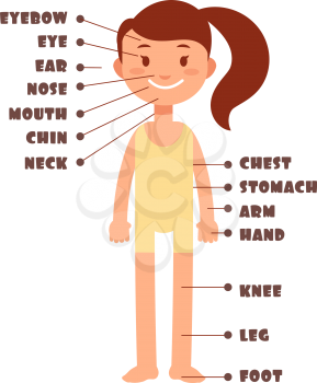 Cartoon little girl. Vocabulary of human body parts vector set. Illustration of female kid body name vocabulary