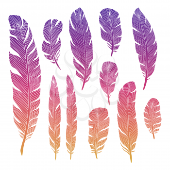 Colorful birds feathers of set isolated on white backgrond. Vector illustration