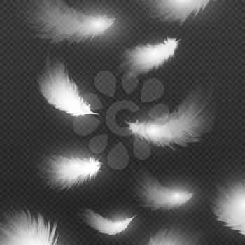 Falling down realistic white feathers isolated on black background vector illustration. Feather down falling, white fluffy