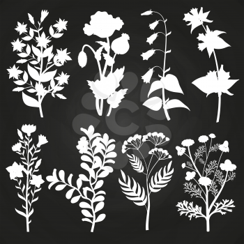 White herbal and floral silhouettes on chalkboard. Vintage branch floral. Vector illustration