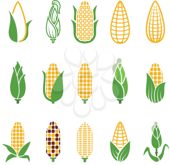 Organic corn vector icons isolated on white background. Corn and corncob vegetable organic illustration