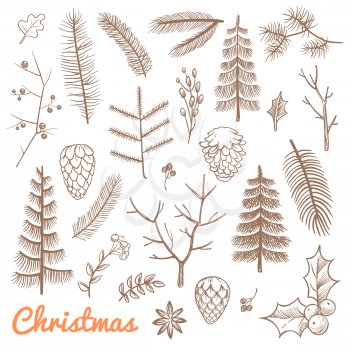 Hand drawn fir and pine branches, fir-cones. Christmas and winter holidays doodle vector design elements. Branch of pine and evergreen plant illustration