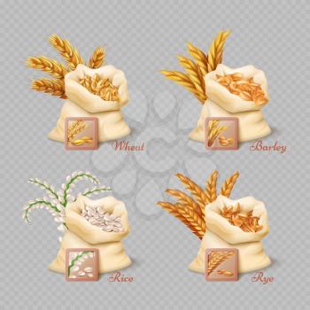 Agricultural cereals sacks isolated on transparent background. Grain harvest barley and rice, vector illustration