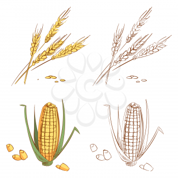 Hand drawn ears of wheat and corn isolated on white background. Organic corn food agriculture, natural plant crop. Vector illustration