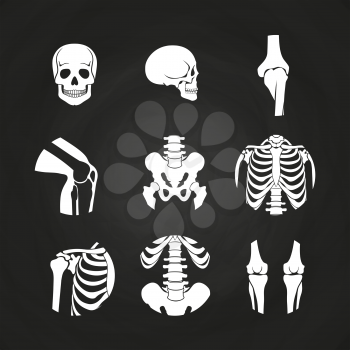 White human skull and bones - medical diagnostic on chalkboard. Vector illustration