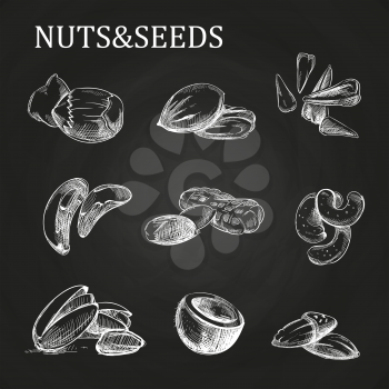 Nuts and seeds sketch on chalkboard. Vector nutshell sketch illustration