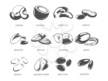 Nuts isolated on white background - big nuts collection. Food walnut and hazel nuts. Vector illustration