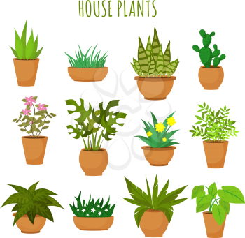 Indoor house green plants and flowers isolated on white vector set. Green plants in pots, illustration of green garden flower plant