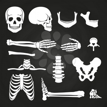Human bones collection on chalkboard. Skeleton human anatomy, backbone and hand bone. Vector illustration