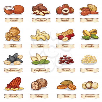 Cartoon color nut and seed grains. Vector collection nuts ingredient, vegetarian organic hazelnut and almond illustration