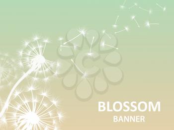 Blossom banner background with dandelion white silhouette. Blossom flower silhouette, fluffy dandelion, vector illustration