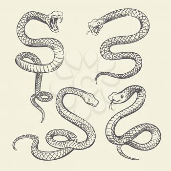 Hand drawing snake set. Wildlife snakes tattoo vector design isolated. Wild snake poisonous sketch, dangerous animal reptile illustration