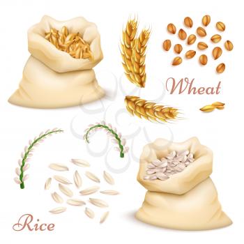 Agricultural cereals - wheat and rice isolated on white background. Vector realistic grains, ears clipart collection. Illustration of food harvest, natural farm seed
