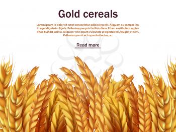 Realistic cereals vector background template. Ears of rye, wheat, barley isolated on white backdrop. Agriculture cereal plant, seed and grain harvest illustration