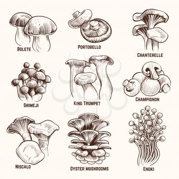 Sketch mushrooms. Autumn edible mushroom healthy food vintage engraved vector illustration. Mushroom edible, healthy food collection