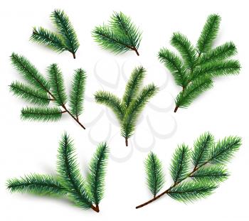 Fir branches. Christmas tree branching isolated. 3d realistic conifer branch set for winter holiday decoration. Vector collection. Illustration of evergreen twig, tree fir flora lush branch