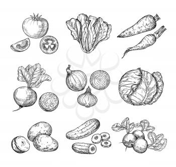 Sketch vegetables. Fresh tomato, cucumber and carrots, potatoes. Hand drawn onions, radish and cabbage. Garden vegetable vector set of tomato and potato, organic fresh food illustration