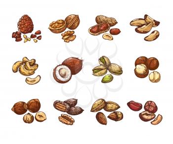 Cartoon nuts and seeds. Hazelnut and coconut, beans and peanut. Isolated vector set of cartoon natural nuts for healthy, vegetarian almond and walnut illustration