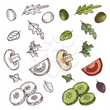 Hand drawn vegan salad ingredients. Tomato, cucumber, olives, greens isolated on white background. Vector illustration
