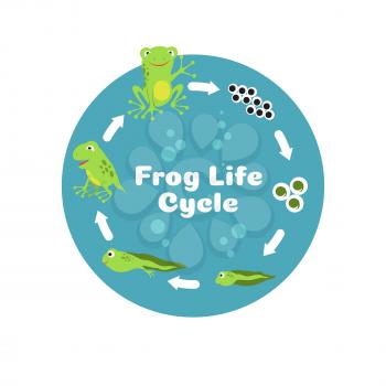 Frog life cycle. From eggs to tadpole and adult frog. Kids biology educational vector illustration. Cycle amphibian biology, animal toad growth
