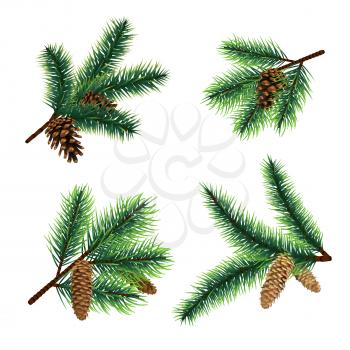 Fir branch. christmas tree branches with cones. Pine xmas vector decoration. Illustration of fir-cone decor, fir-tree needle